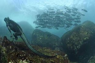 Ecuador recibirá recursos económicos de organismos internacionales para proteger especies marinas y la Amazonía